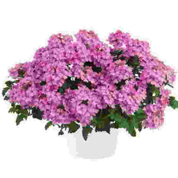 VERBENA VANESSA COMPACT PINK