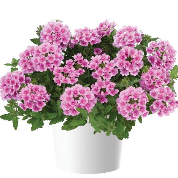VERBENA VANESSA COMPACT ROSA