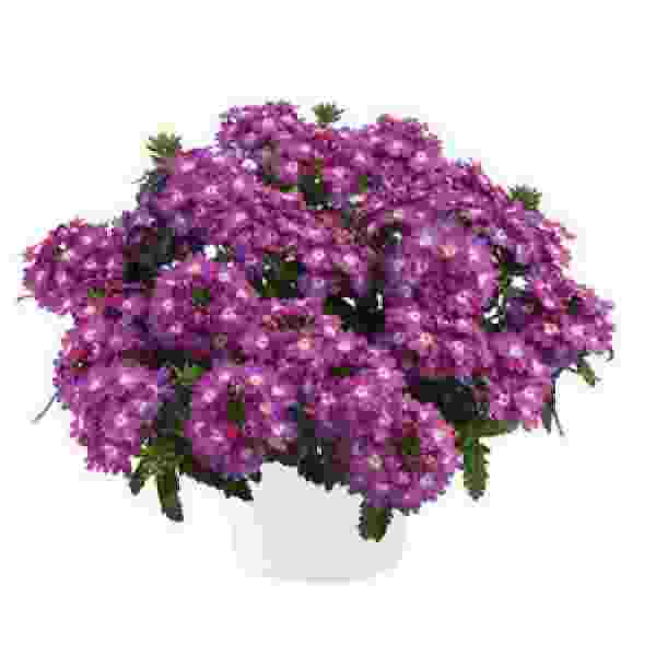 VERBENA VANESSA COMPACT VIOLET