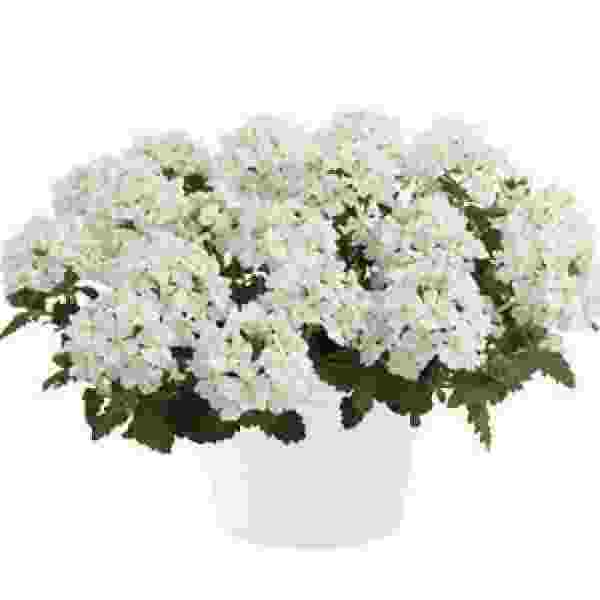 VERBENA VANESSA COMPACT WHITE