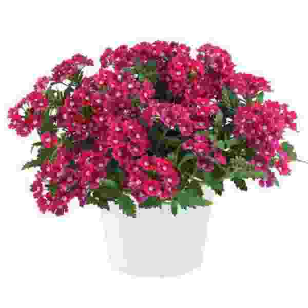VERBENA VANESSA DARK PINK