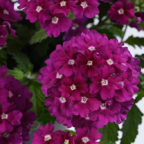 Verbena Vanessa Magenta