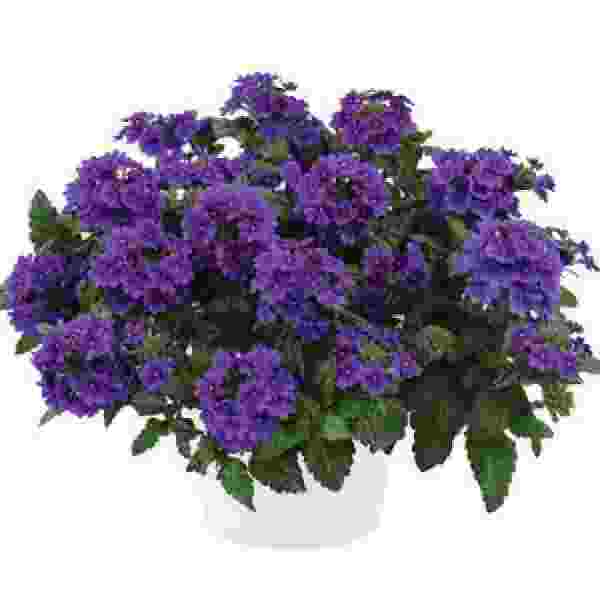 VERBENA VANESSA PURPLE