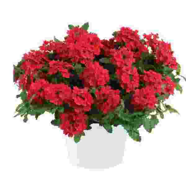 VERBENA VANESSA RED
