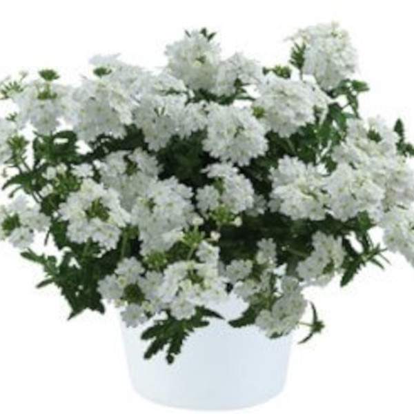 VERBENA VANESSA WHITE IMPRV