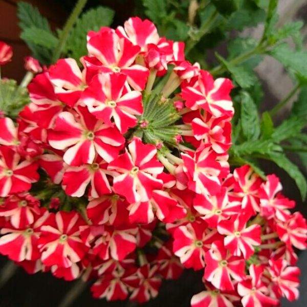 VERBENA VOODOO RED STAR