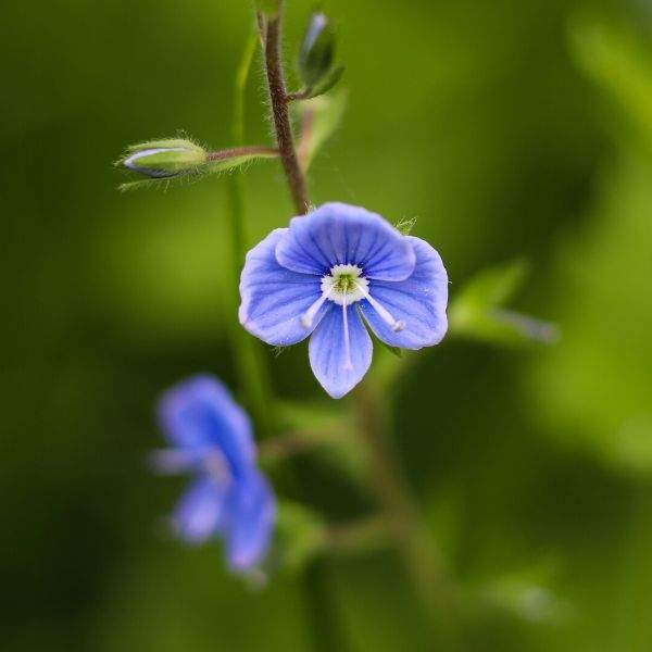 Veronica