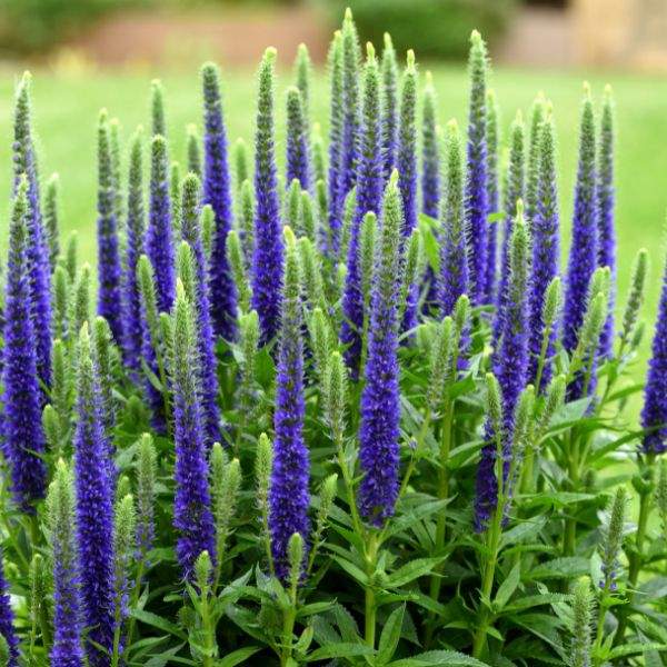 VERONICA RONICA BLUE