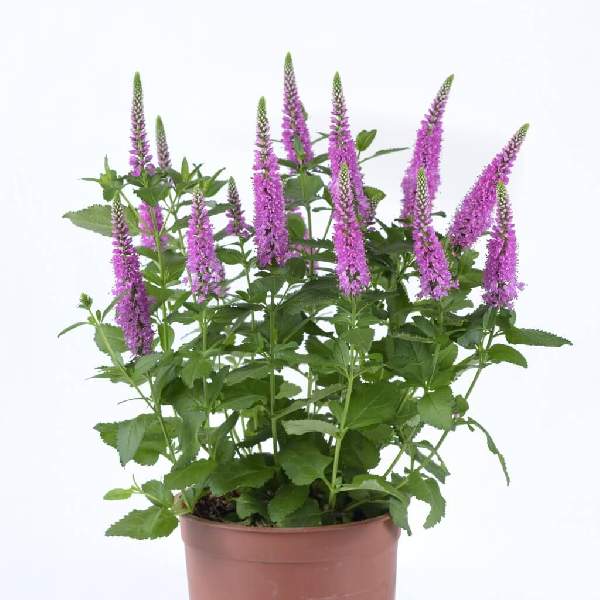 VERONICA RONICA FUCHSIA