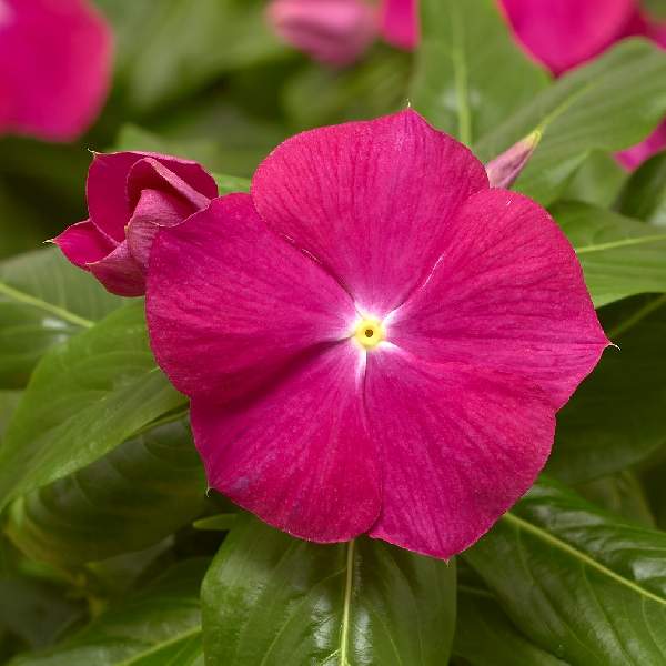 Vinca