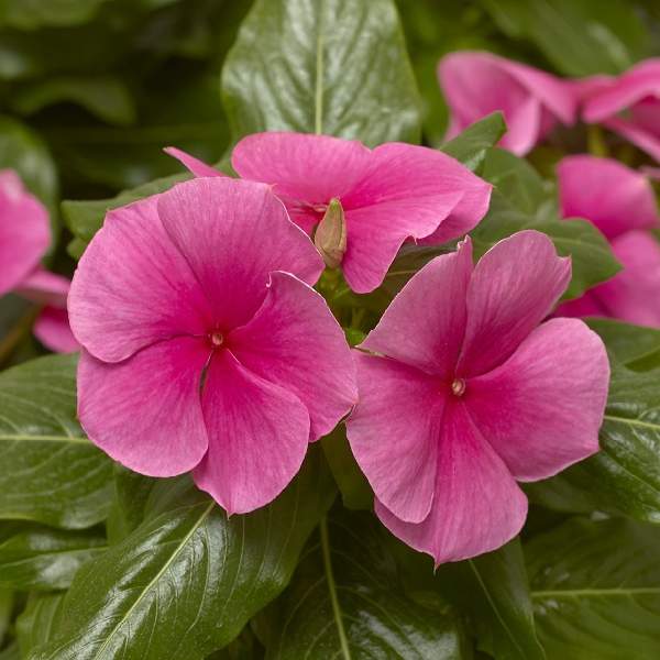 Vinca Cora XDR Deep Strawberry F1