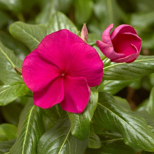 Vinca Cora XDR Hotgenta F1