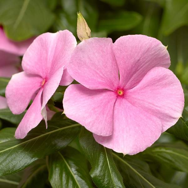 Vinca Cora XDR Light Pink F1