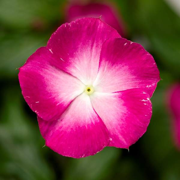 Vinca Cora XDR Magenta Halo F1