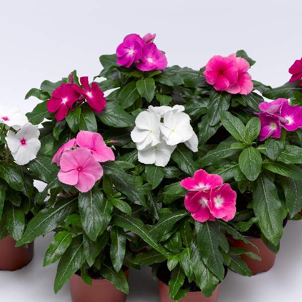 Vinca Cora XDR Mix F1