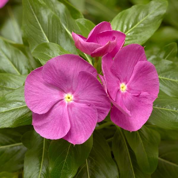 Vinca Cora XDR Orchid F1