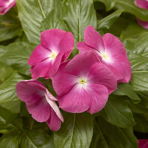 Vinca Cora XDR Pink Halo F1