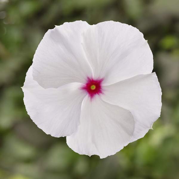 Vinca Cora XDR Polka Dot F1