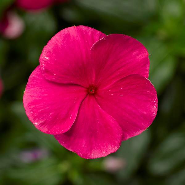 vinca-cora-xdr-punch-f1-vinca-1665516392.jpg