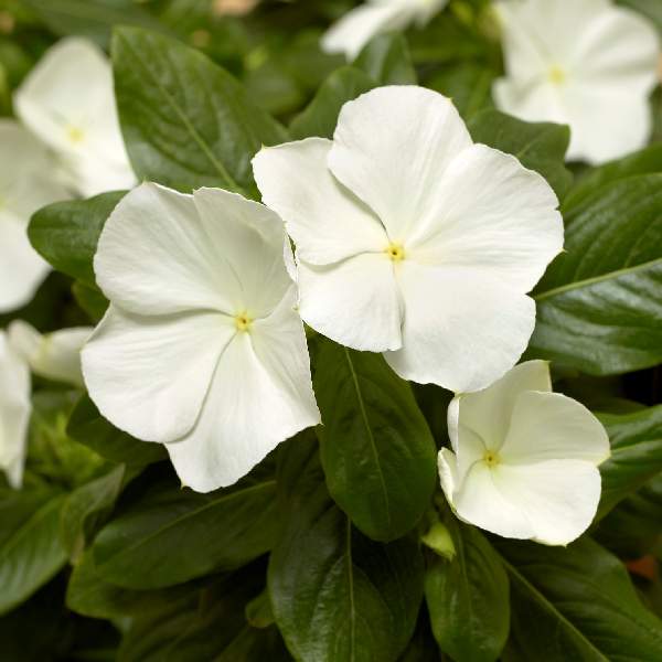 Vinca Cora XDR White F1