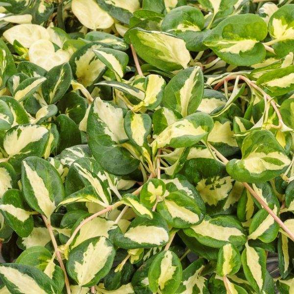 Vinca Vine