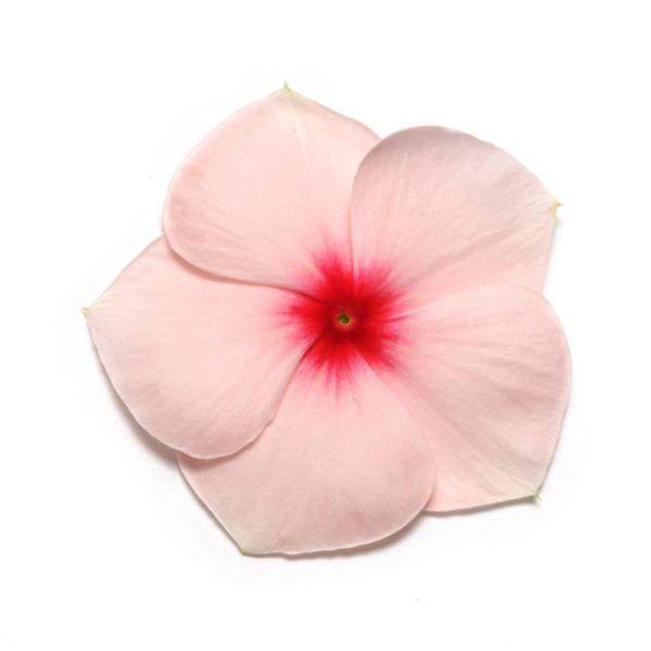 Vinca Pacifica XP Apricot