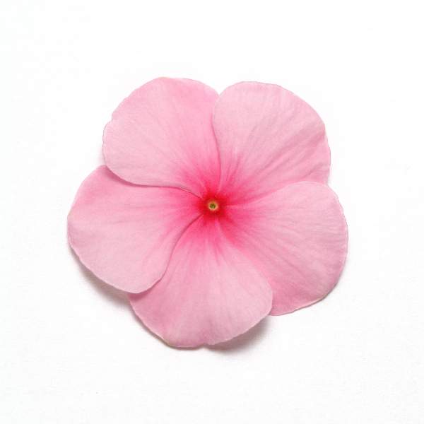 Vinca Pacifica XP Blush