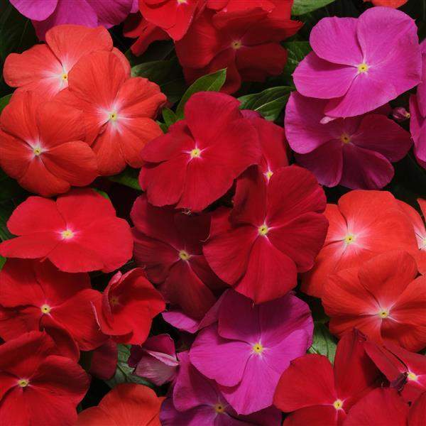 Vinca Pacifica XP Bold Mix