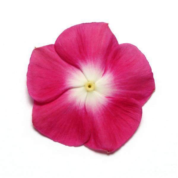 vinca-pacifica-xp-burgundy-halo-vinca-1665516808.jpg