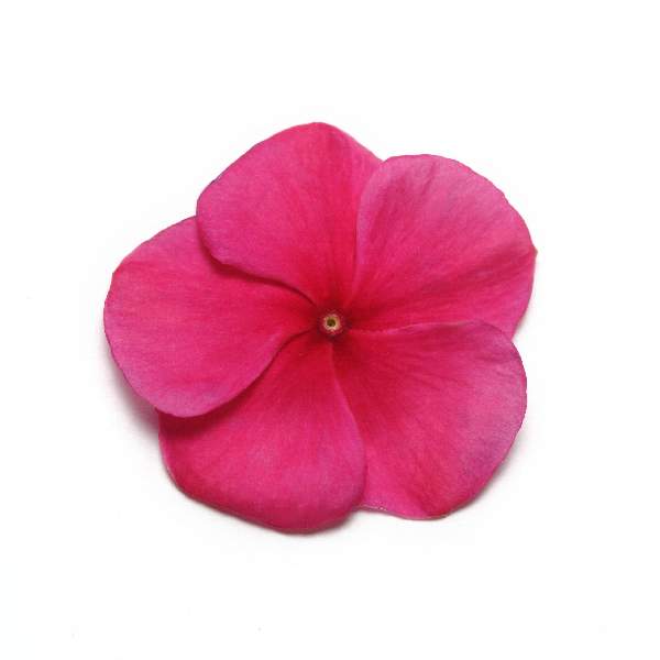 vinca-pacifica-xp-burgundy-vinca-1665516791.jpg