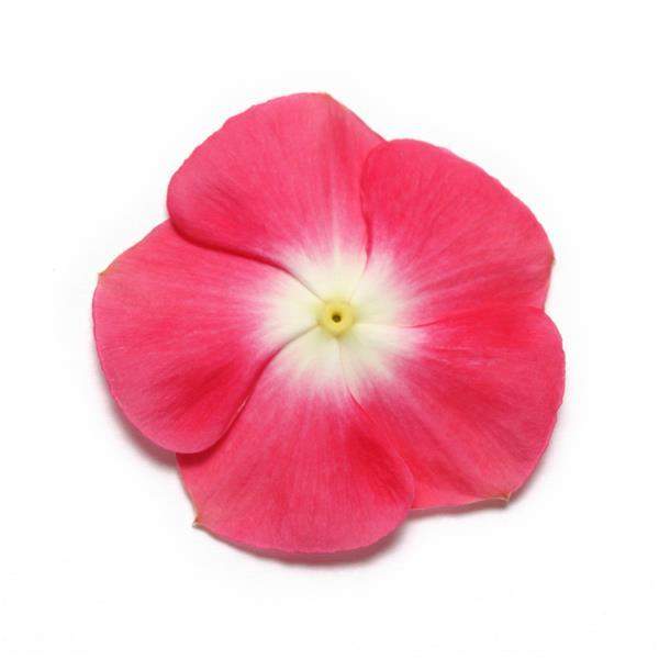 Vinca Pacifica XP Cherry Red Halo