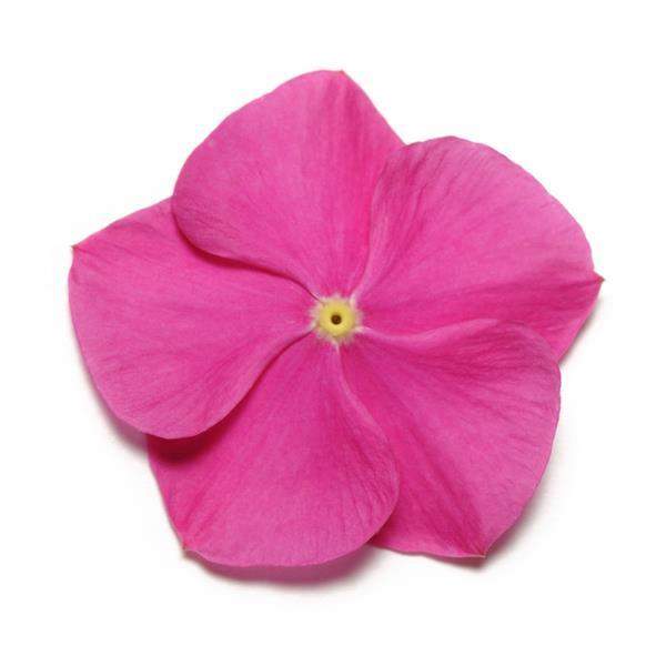 Vinca Pacifica XP Deep Orchid