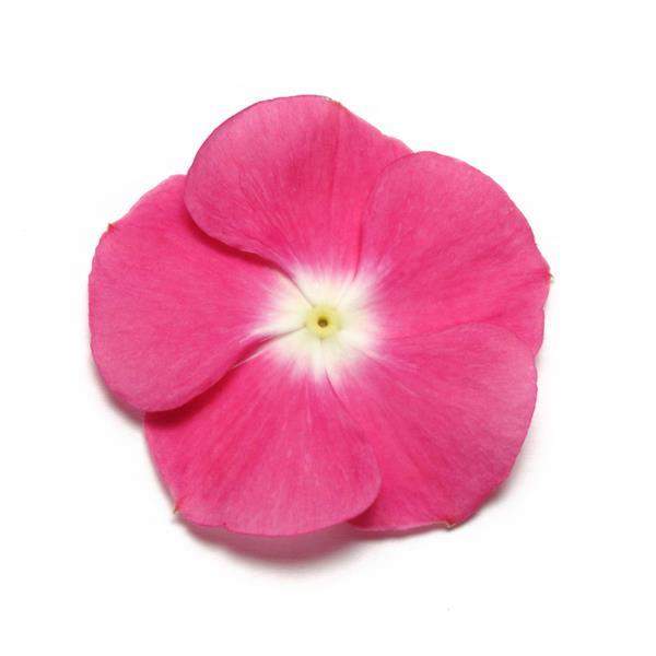 Vinca Pacifica XP Magenta Halo