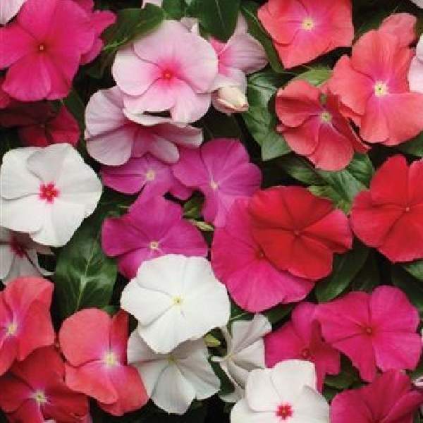 vinca-pacifica-xp-mix-vinca-1665519781.jpg