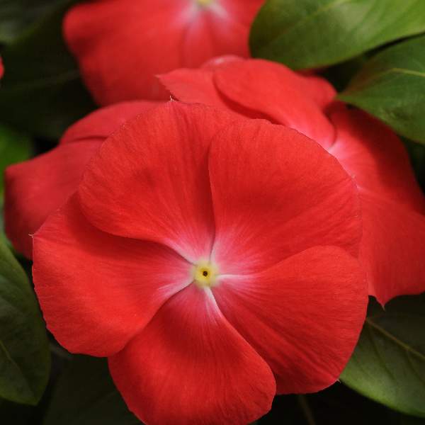 Vinca Pacifica XP Orange