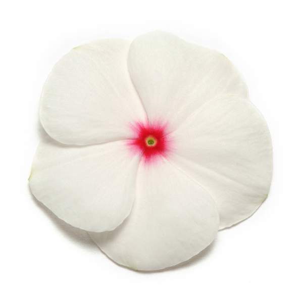 Vinca Pacifica XP Polka Dot