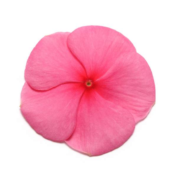 Vinca Pacifica XP Punch