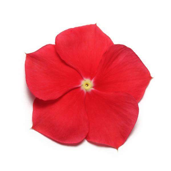 vinca-pacifica-xp-really-red-vinca-1665520115.jpg