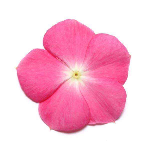 Vinca Pacifica XP Rose Halo