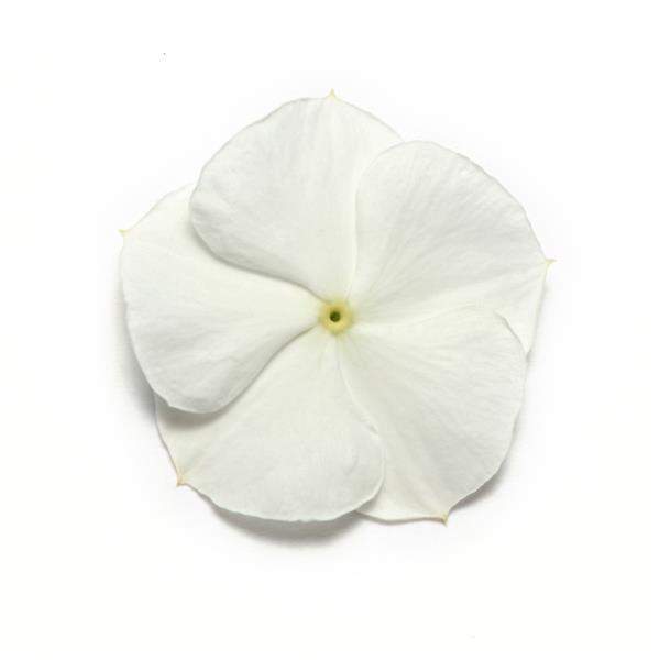 Vinca Pacifica XP White