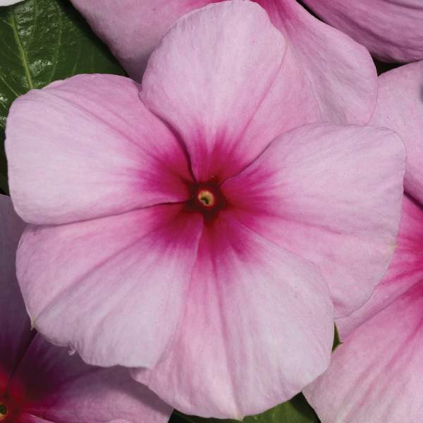 VINCA VITALIA BLUSH
