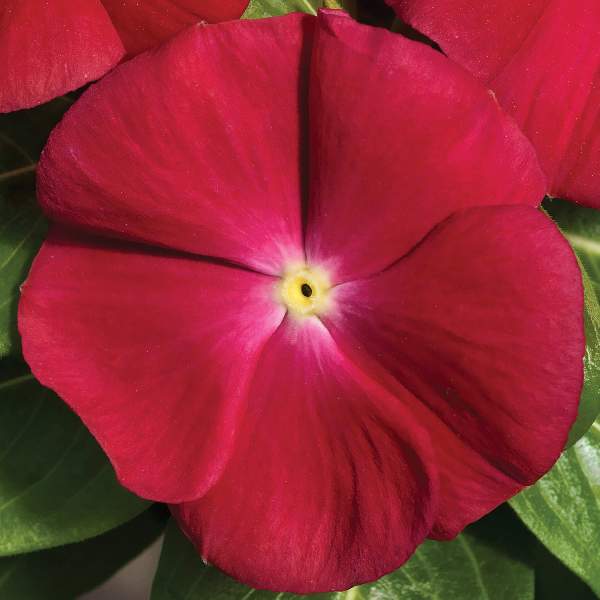 VINCA VITALIA CHERRY