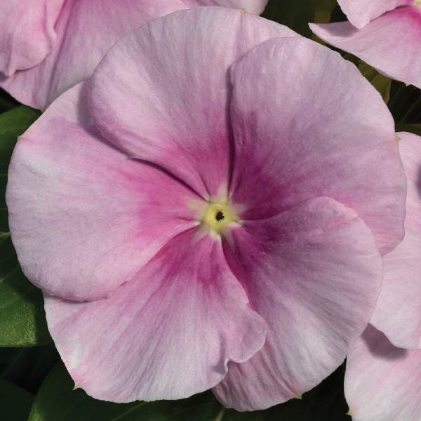 VINCA VITALIA ICY PINK
