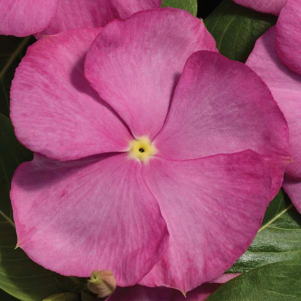 VINCA VITALIA PINK