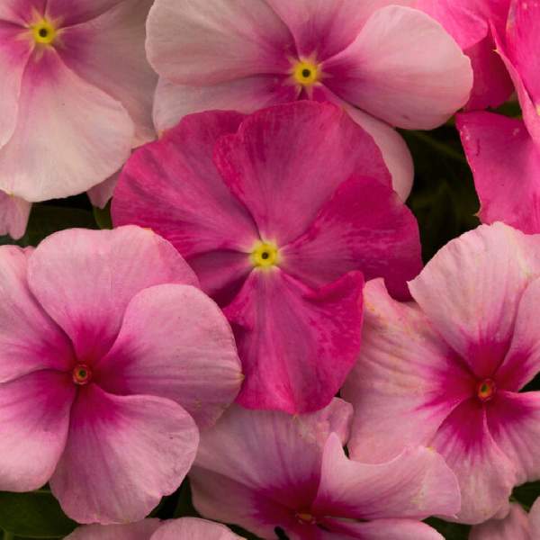 VINCA VITALIA SWEETHEART MIX