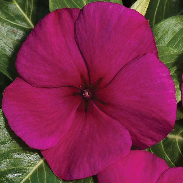 vinca-vitalla-burgundy-vinca-1677160807.jpg