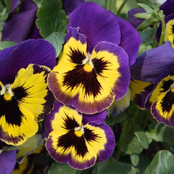Viola