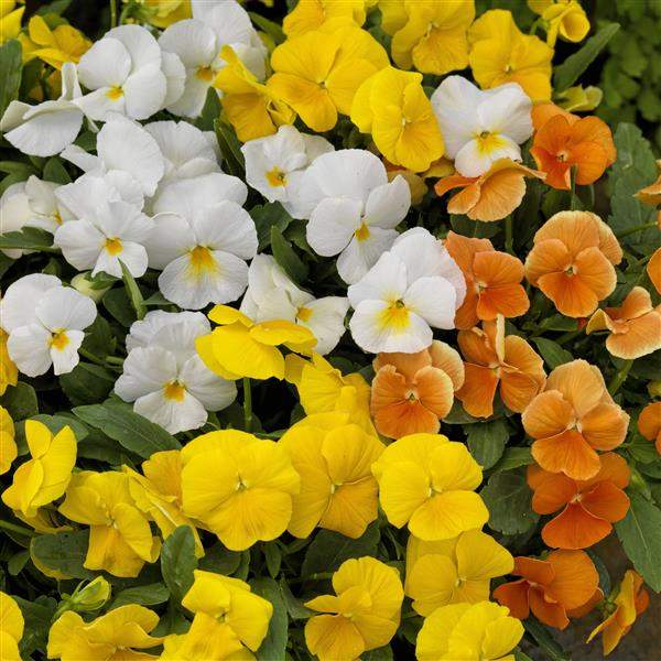 Image Of Viola ColorMax Citrus Mix