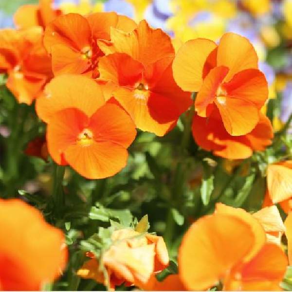 Image Of Viola ColorMax Clear Orange