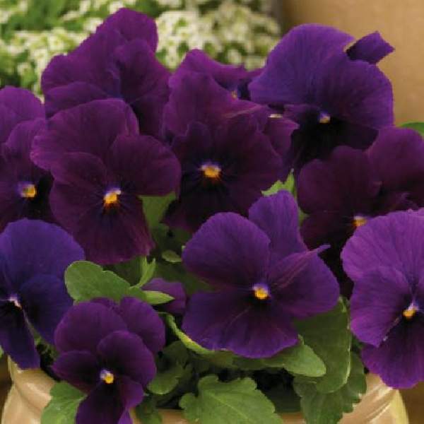 Image Of Viola ColorMax Clear Purple